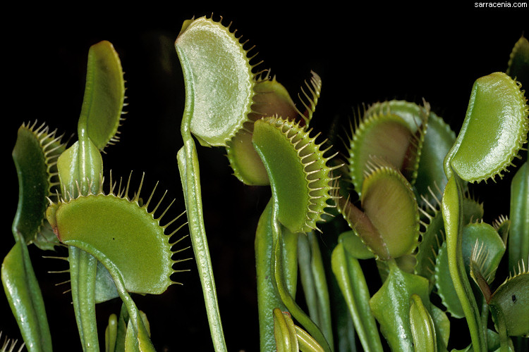   Dionaea muscipula