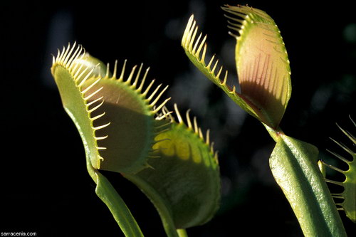   Dionaea muscipula