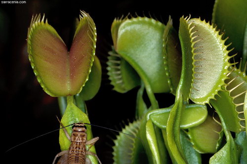   Dionaea muscipula