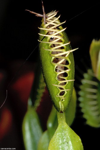   Dionaea muscipula