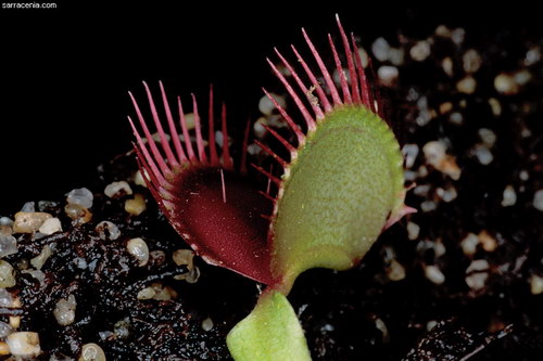   Dionaea muscipula