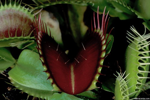   Dionaea muscipula