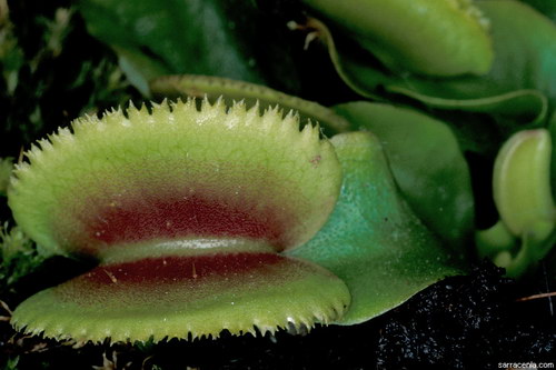   Dionaea muscipula