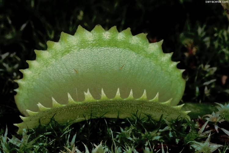   Dionaea muscipula