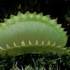   Dionaea muscipula