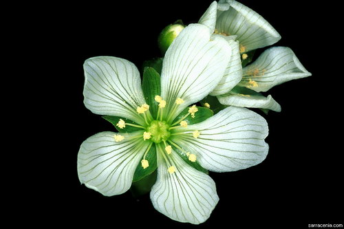   Dionaea muscipula