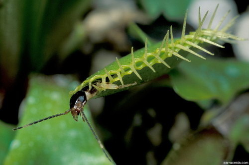   Dionaea muscipula