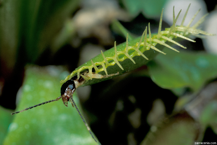   Dionaea muscipula