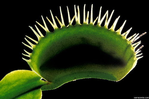   Dionaea muscipula