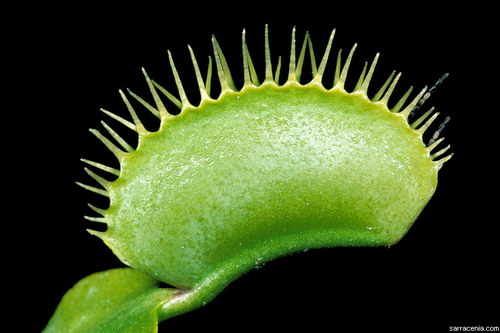   Dionaea muscipula