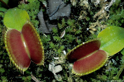   Dionaea muscipula