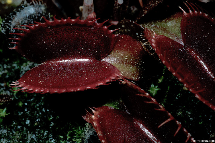   Dionaea muscipula