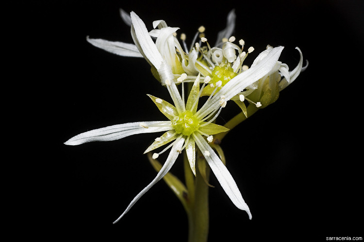   Dionaea muscipula
