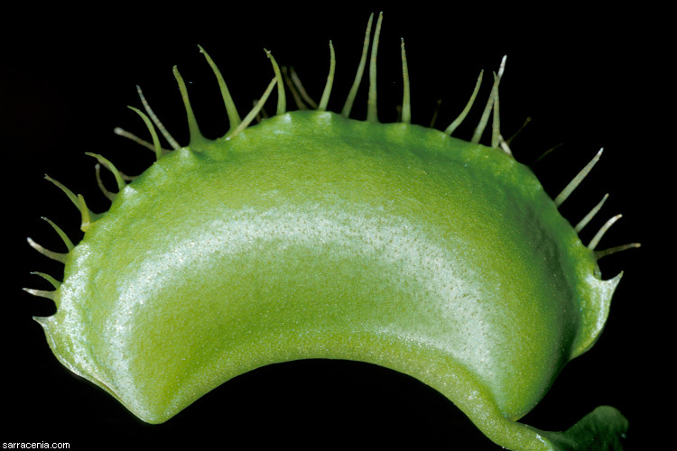   Dionaea muscipula