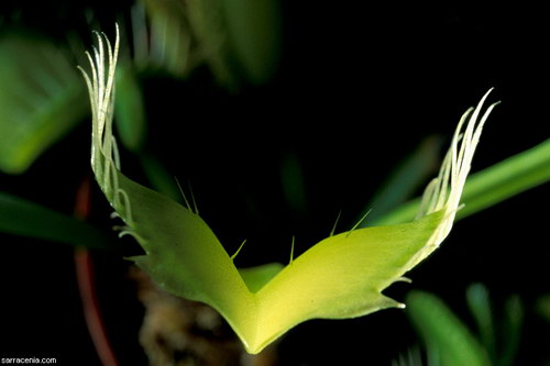   Dionaea muscipula