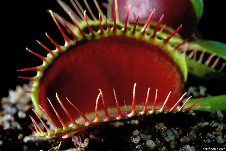   Dionaea muscipula