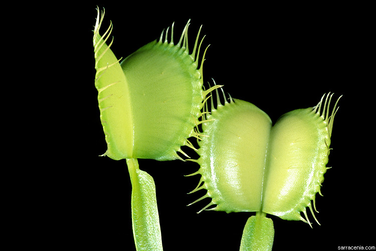   Dionaea muscipula