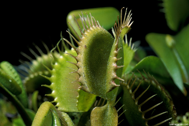   Dionaea muscipula