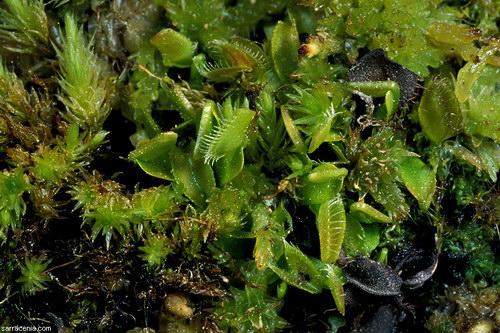   Dionaea muscipula