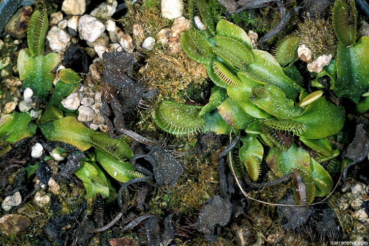   Dionaea muscipula