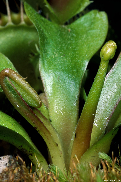   Dionaea muscipula