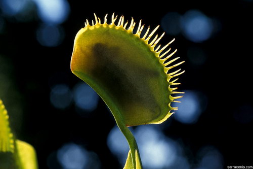   Dionaea muscipula