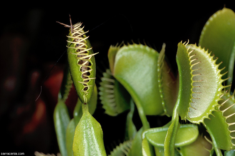  Dionaea muscipula