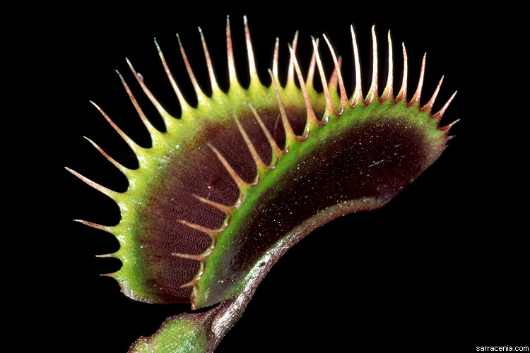  Dionaea muscipula