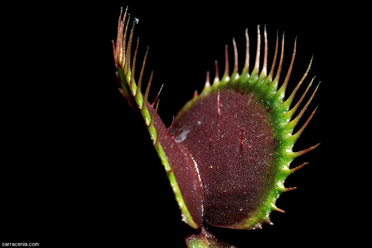   Dionaea muscipula