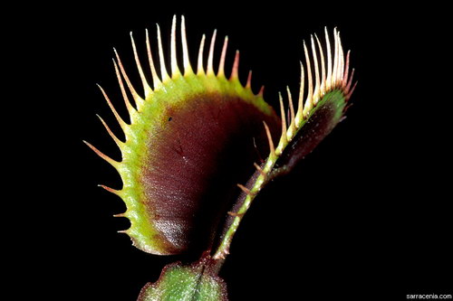   Dionaea muscipula