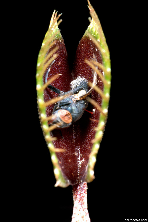   Dionaea muscipula
