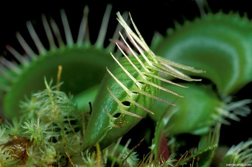   Dionaea muscipula