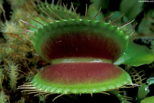   Dionaea muscipula