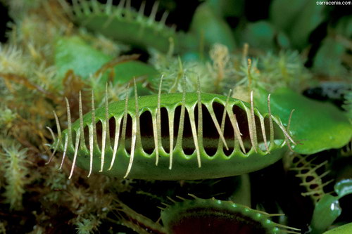   Dionaea muscipula