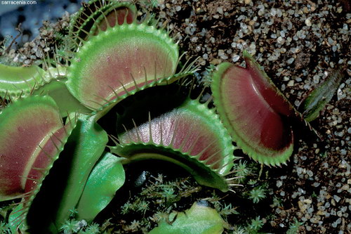   Dionaea muscipula