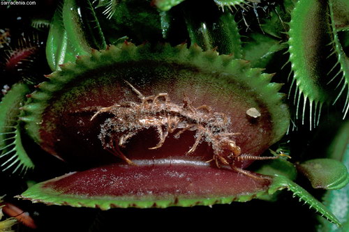   Dionaea muscipula