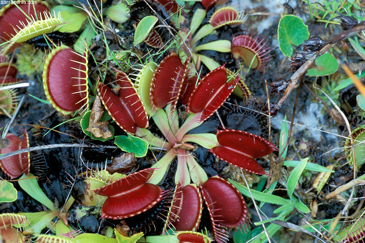   Dionaea muscipula