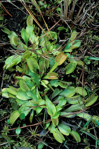   Dionaea muscipula