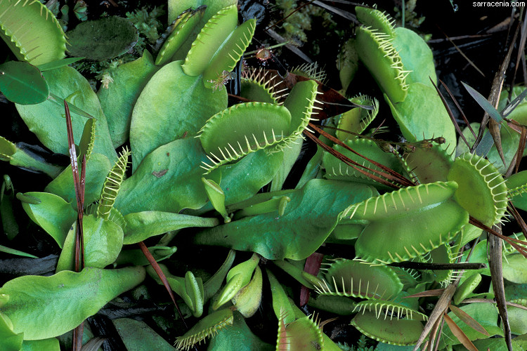   Dionaea muscipula