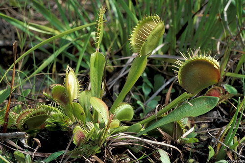   Dionaea muscipula