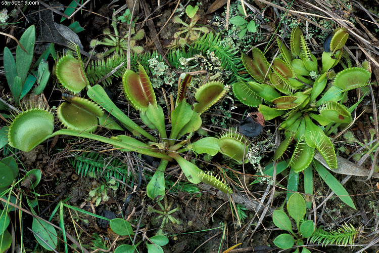   Dionaea muscipula