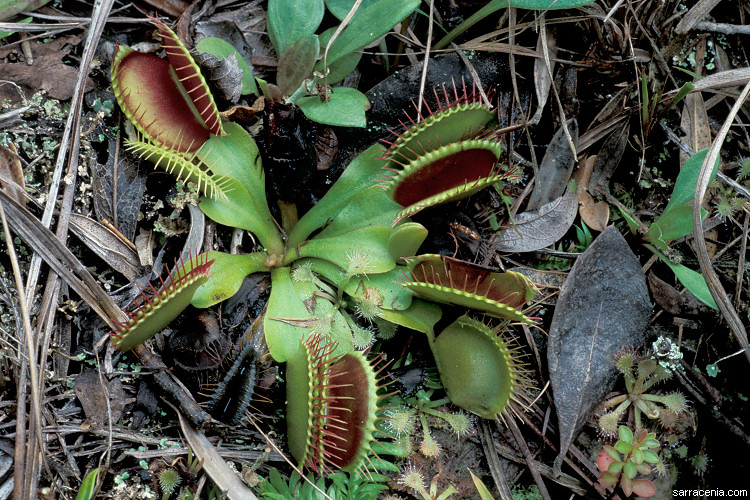   Dionaea muscipula