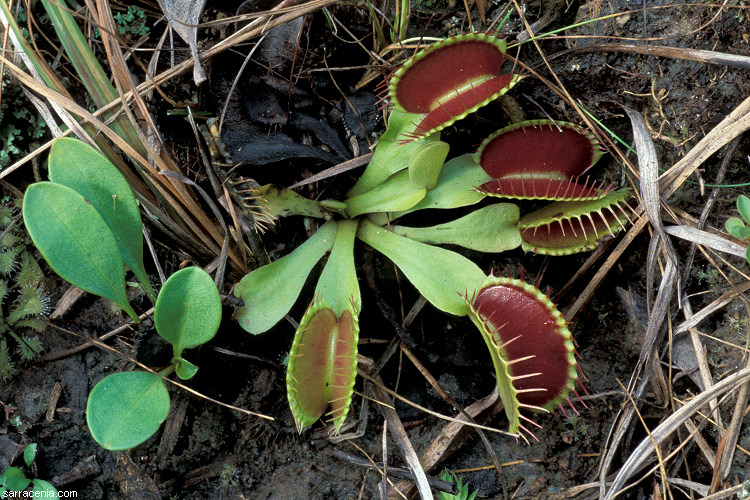   Dionaea muscipula