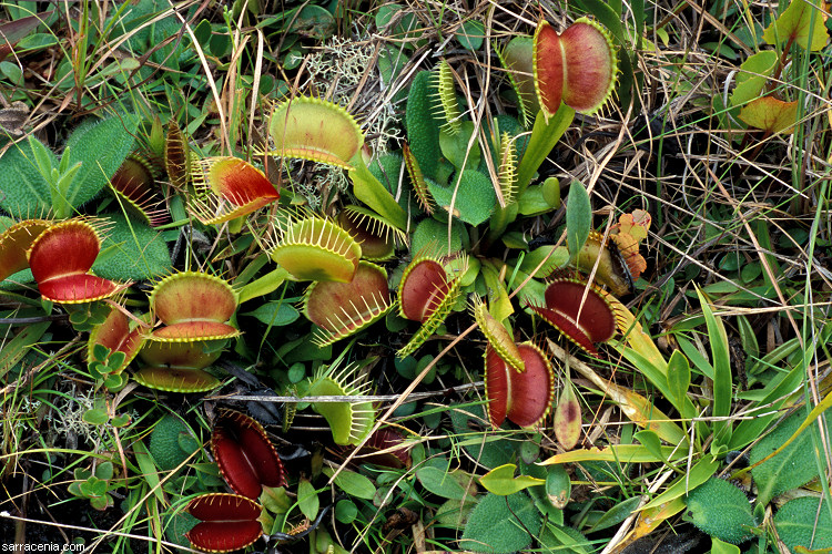   Dionaea muscipula