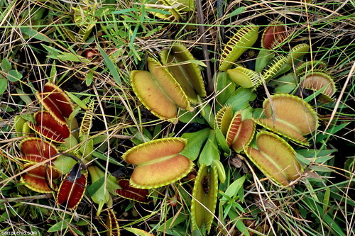   Dionaea muscipula