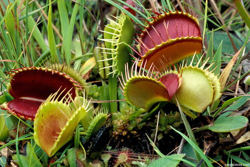   Dionaea muscipula