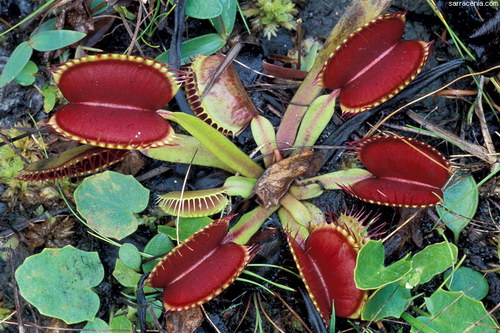   Dionaea muscipula