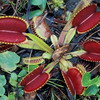  Dionaea muscipula