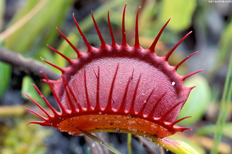  Dionaea muscipula