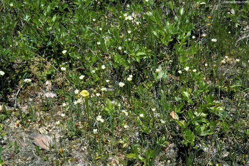   Dionaea muscipula